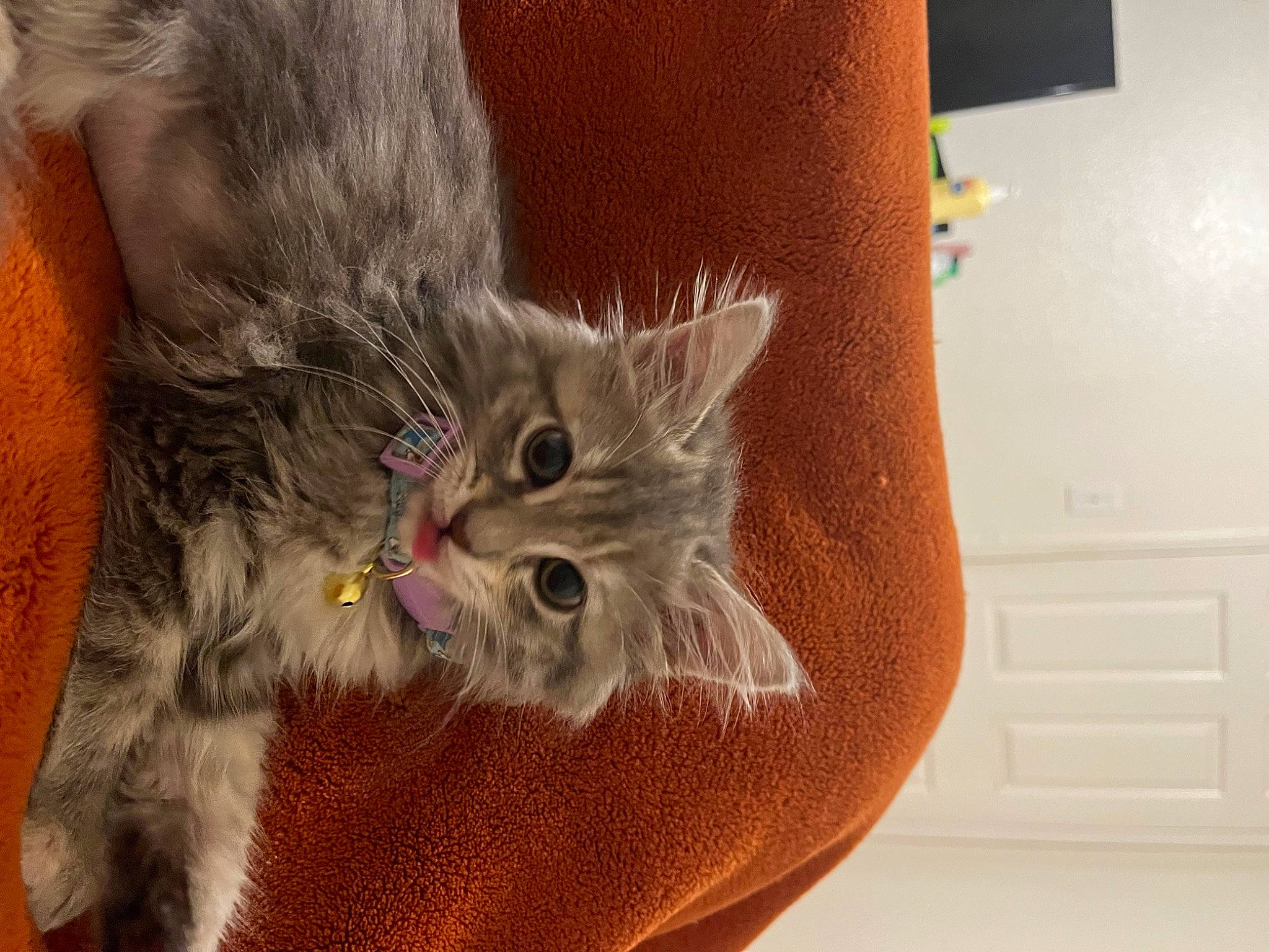 Juniper joined the competition — help win amazing prizes! carnivore, cat, claw, comfort, domestic_short_haired_cat, fawn, felidae, foot, fur, musical_instrument, paw, plant, small_to_medium_sized_cats, snout, tail, whiskers, wood