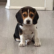 Milo is registered to the contest to win money with this photo: animal, background, beagle, black, brown, canine, cute, dog, ears, eyes, floor, home, indoor, nose, pet, puppy, sitting, white, wooden_floor, young_dog