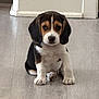 animal, background, beagle, black, brown, canine, cute, dog, ears, eyes, floor, home, indoor, nose, pet, puppy, sitting, white, wooden_floor, young_dog