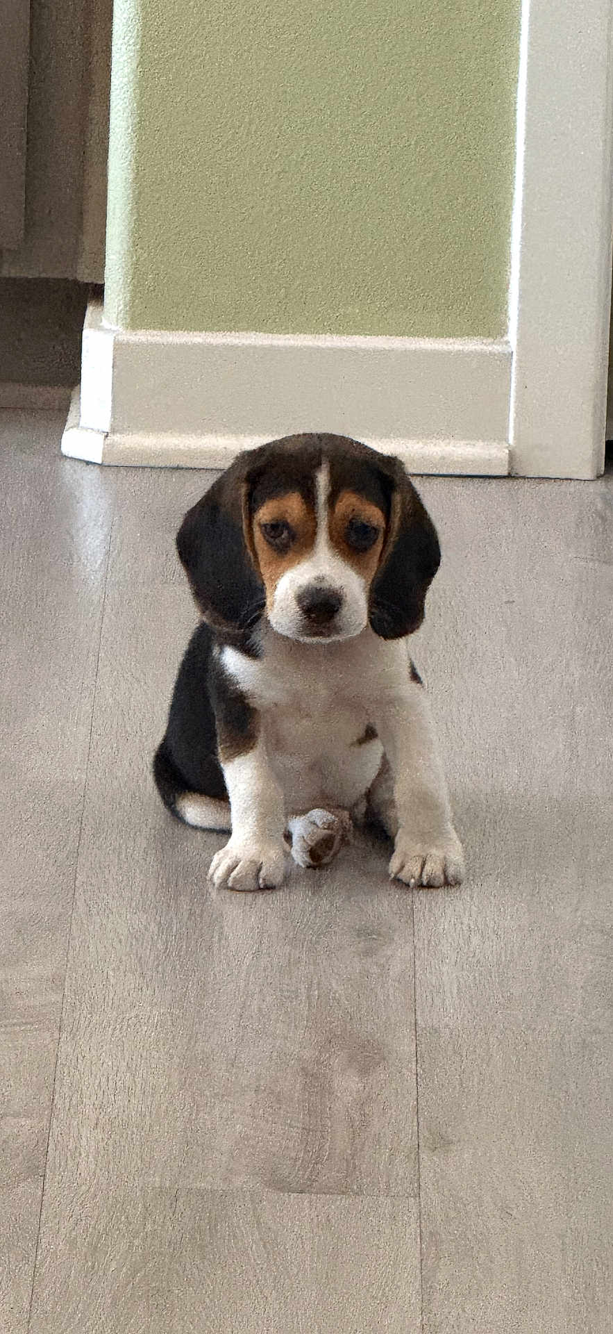 Milo