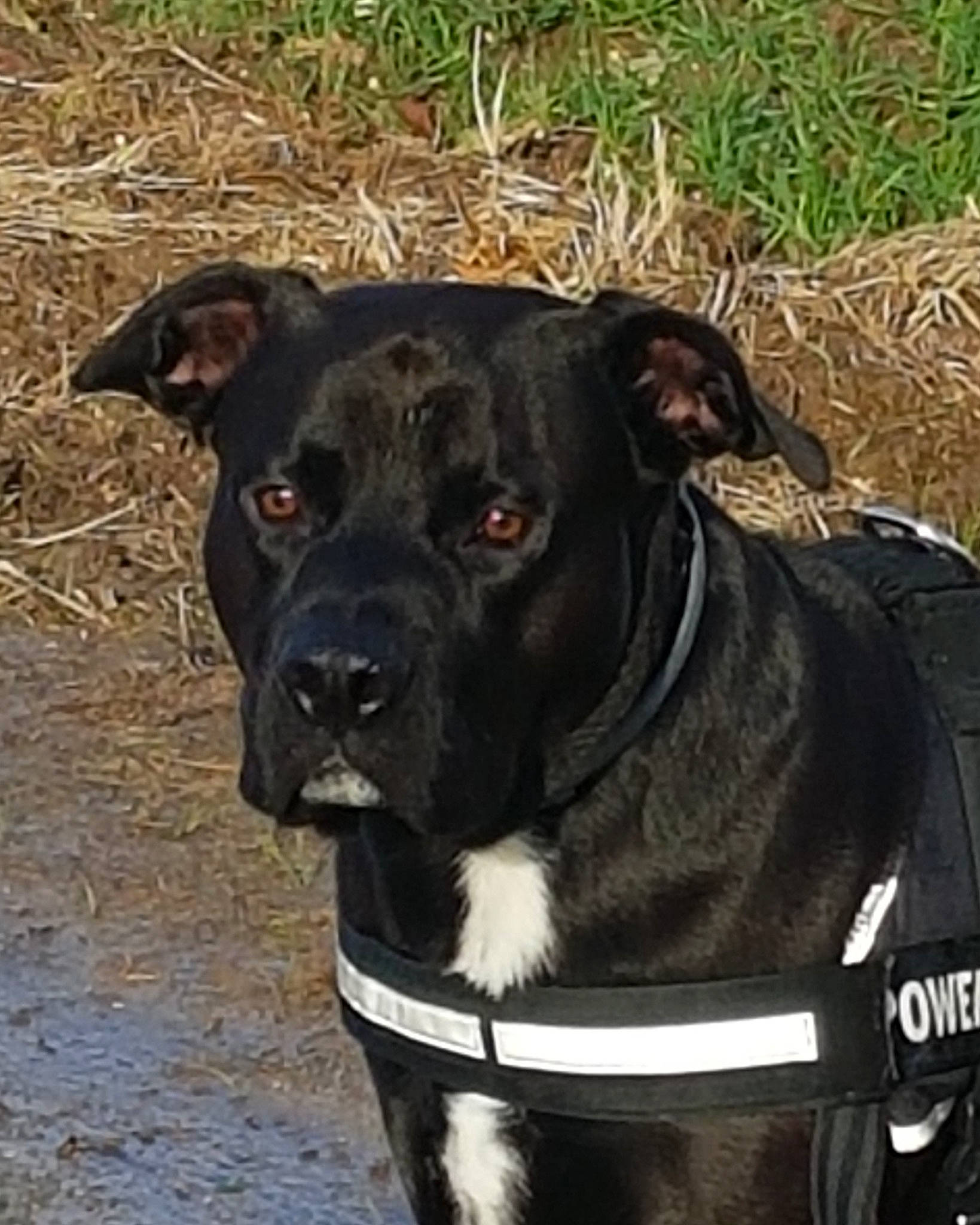 Marcel participe au concours pour gagner de l'argent avec cette photo : canidae, carnivore, collar, companion_dog, dog, dog_breed, dog_collar, dog_supply, dog_walking, fawn, grass, leash, personal_protective_equipment, pet_supply, plant, snout, sporting_group, whiskers, working_animal, working_dog