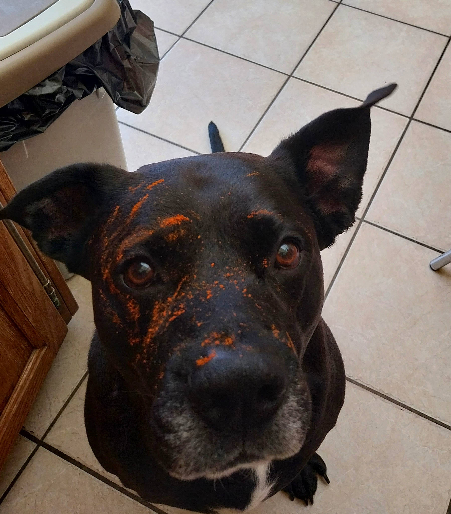 Marcel participe au concours pour gagner de l'argent avec cette photo : canidae, carnivore, collar, companion_dog, dog, dog_breed, dog_collar, ear, eye, fawn, fur, guard_dog, head, pet_supply, snout, sporting_group, tile_flooring, whiskers, working_animal, working_dog