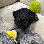 Lottie joined the competition — help win amazing prizes! animal, black_fur, closeup, couch, cute, dog, gray_fur, indoor, looking_up, lying_down, paw, pet, pet_toy, playing, puppy, relaxed, soft_furniture, tennis_ball, toy, young_dog
