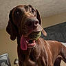 animal, bedroom, brown_dog, canine, close_up, dog, eyes, fur, happy, head, indoor, lamp, mammal, mouth, nose, pet, playful, teeth, tennis_ball, tongue_out