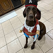 Mocha is registered to the contest to win money with this photo: animal, appliance, brown_dog, cabinet, costume, cute, dog, domestic_animal, floor_tiles, funny, hat, indoors, kitchen, looking_up, pet, pirate_costume, portrait, sitting, tile_floor, white