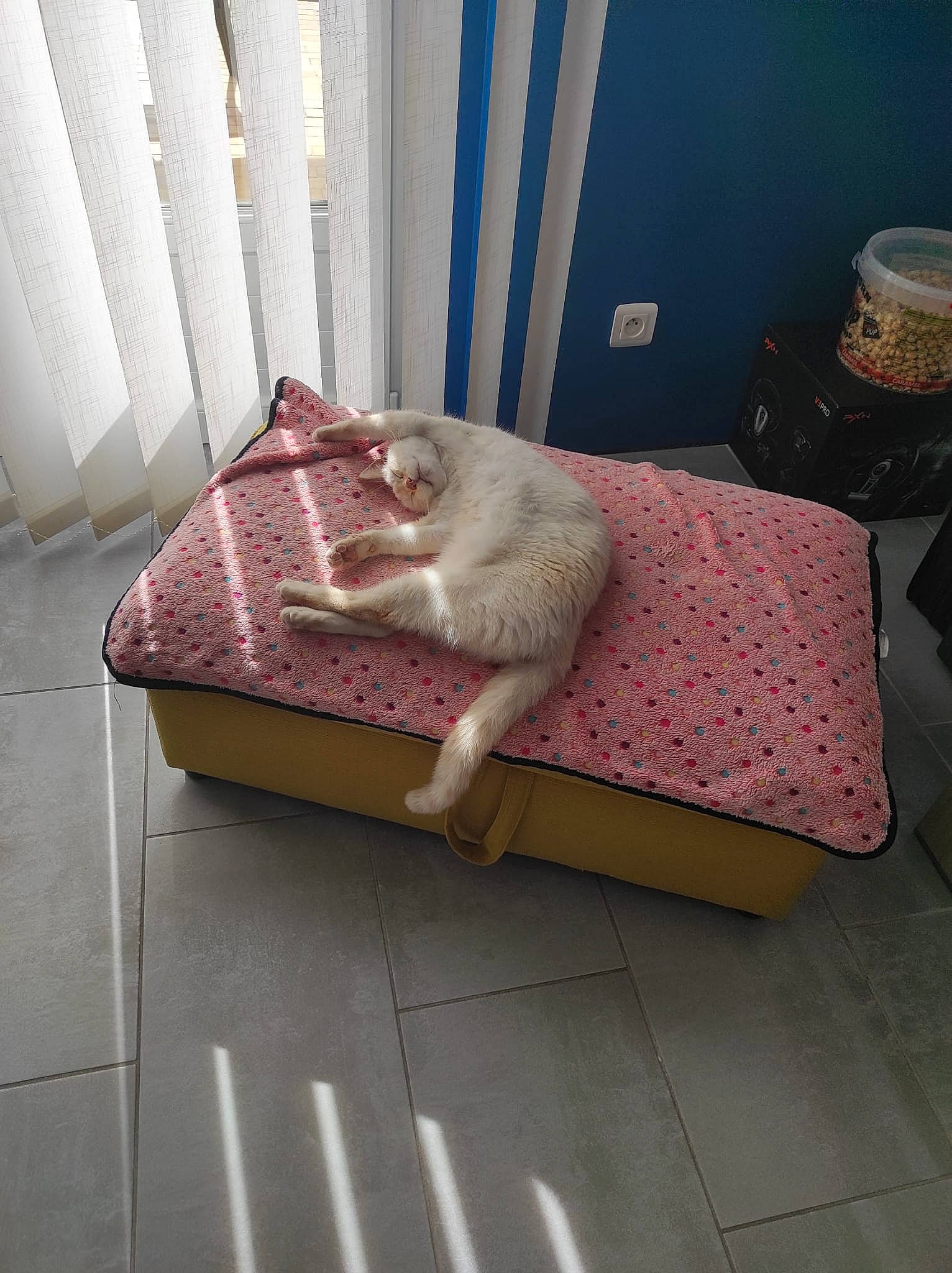 Fibie participe au concours pour gagner de l'argent avec cette photo : canidae, carnivore, cat, comfort, curtain, domestic_short_haired_cat, fawn, felidae, floor, flooring, fur, grey, hardwood, interior_design, room, small_to_medium_sized_cats, table, tail, whiskers, wood