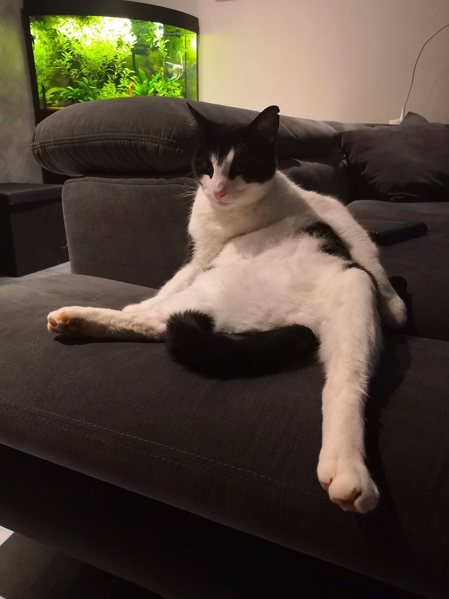 Biggy participe au concours pour gagner de l'argent avec cette photo : carnivore, cat, comfort, domestic_short_haired_cat, felidae, floor, flooring, furniture, hardwood, human_leg, light, lighting, linens, plant, room, small_to_medium_sized_cats, tail, tints_and_shades, whiskers, wood