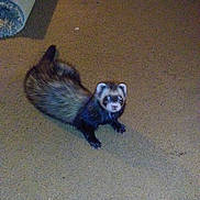 Riggs is registered to the contest to win money with this photo: black_footed_ferret, carnivore, fawn, ferret, mammal, marten, mink, mustelidae, mustelinae, polecat, tail, vertebrate, viverridae