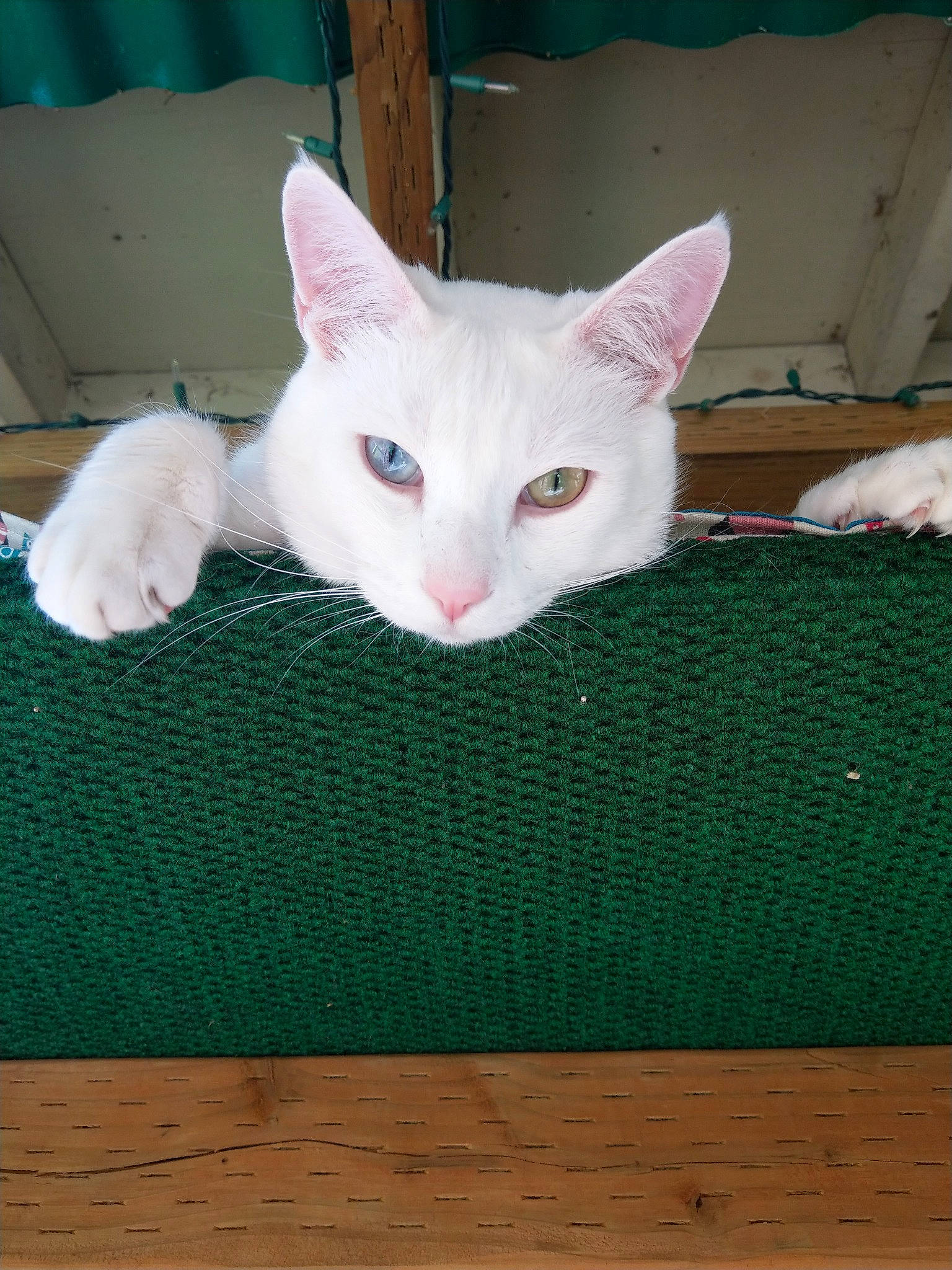 Maddox joined the competition — help win amazing prizes! carnivore, cat, claw, domestic_short_haired_cat, fawn, felidae, flooring, fur, hardwood, knitting, pattern, paw, small_to_medium_sized_cats, snout, tail, textile, whiskers, wood, woven_fabric