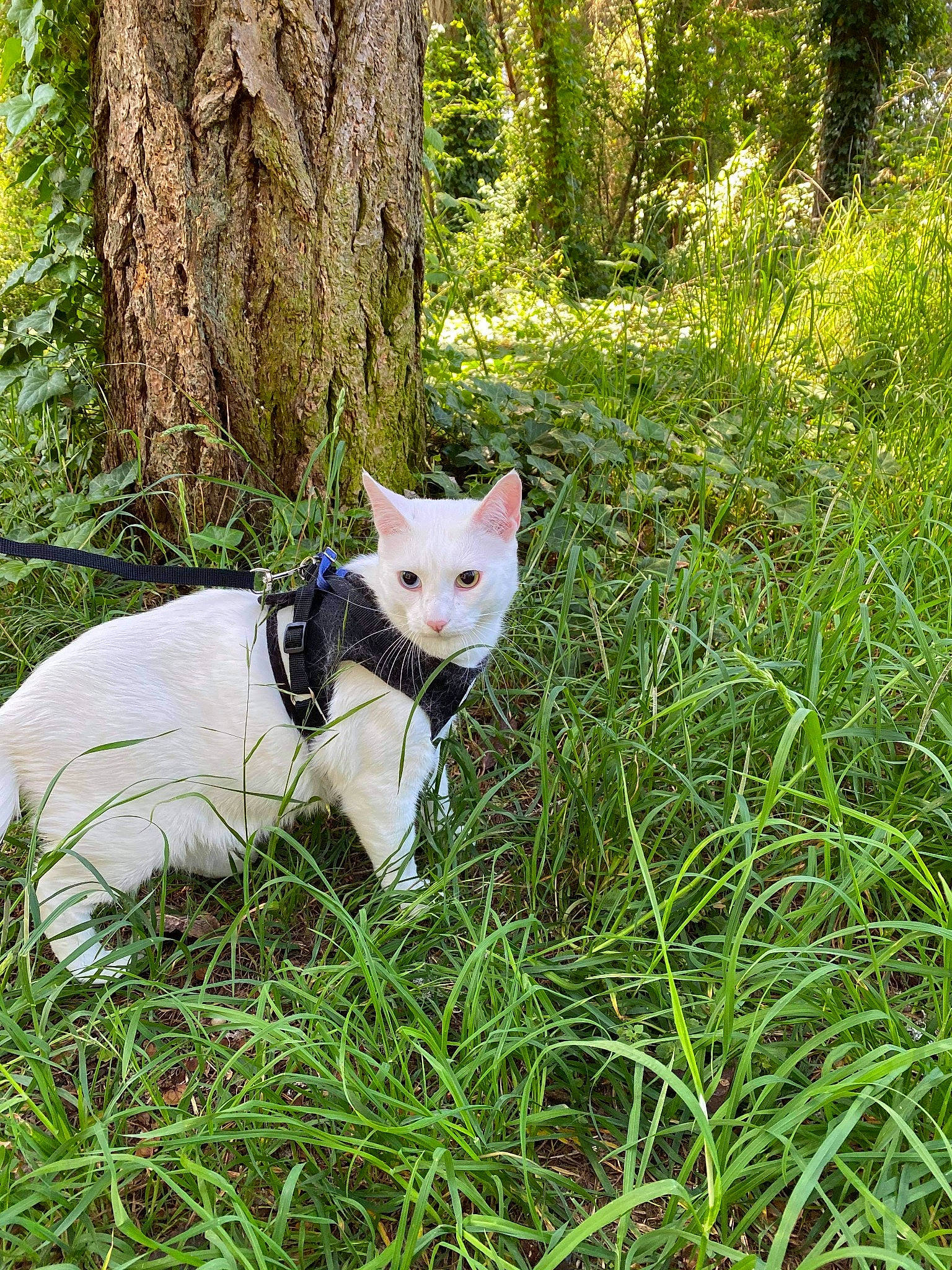 Maddox is registered to the contest to win money with this photo: canidae, carnivore, cat, collar, companion_dog, dog_breed, fawn, felidae, grass, grassland, groundcover, nature_reserve, plant, small_to_medium_sized_cats, tail, terrestrial_animal, terrestrial_plant, tree, trunk, whiskers