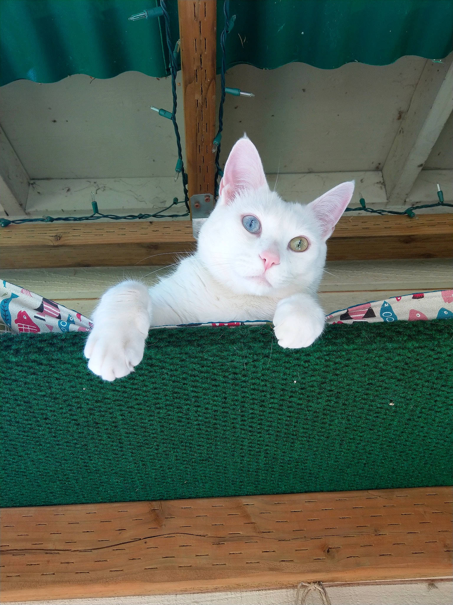 Maddox is registered to the contest to win money with this photo: art, carnivore, cat, creative_arts, domestic_short_haired_cat, fawn, felidae, flooring, fur, hardwood, line, pattern, paw, rectangle, small_to_medium_sized_cats, snout, tail, terrestrial_animal, whiskers, wood