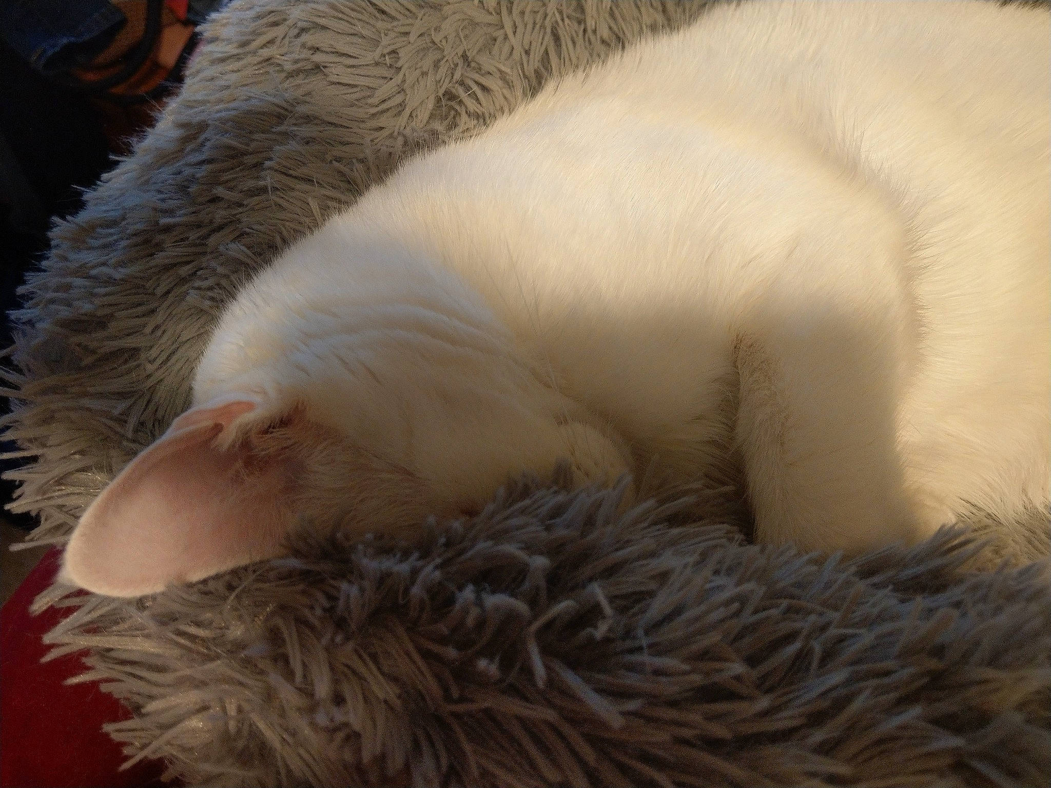 Maddox joined the competition — help win amazing prizes! canidae, carnivore, cat, claw, comfort, dog_breed, fawn, felidae, fur, fur_clothing, linens, nap, natural_material, paw, small_to_medium_sized_cats, snout, sporting_group, tail, whiskers, wool