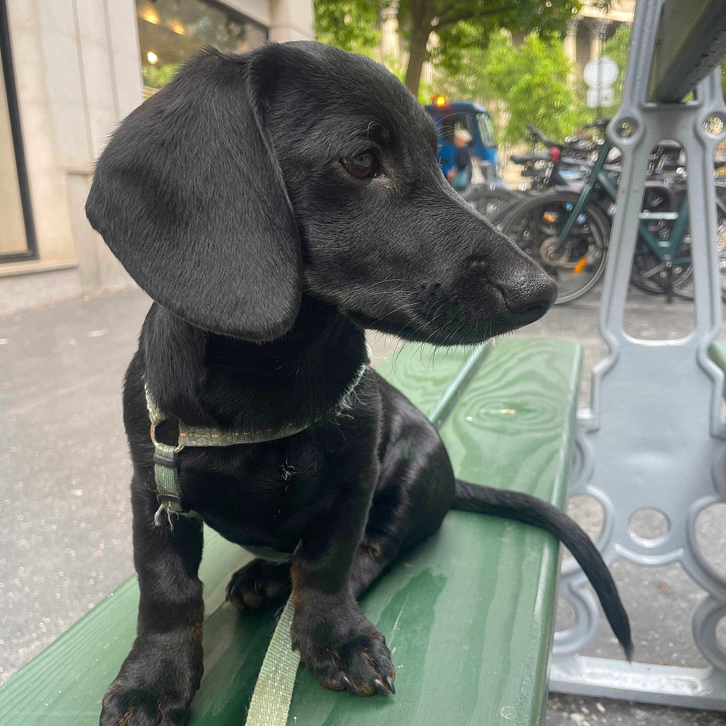 Nacho a rejoint le concours — aidez-le/la à gagner de superbes lots ! animal, bench, bicycle, canine, car, cat, dog, furniture, hound, labradorretriever, light, machine, person, pet, pointer, puppy, trafficlight, transportation, vehicle, wheel