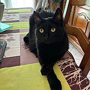 Nougat a rejoint le concours — aidez-le/la à gagner de superbes lots ! black_cat, cat, table, tablecloth, chair, wooden_furniture, indoor, pet, animal, fur, whiskers, eyes, paws, relaxed, alert, window, plant, home, domestic, cozy