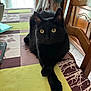 black_cat, cat, table, tablecloth, chair, wooden_furniture, indoor, pet, animal, fur, whiskers, eyes, paws, relaxed, alert, window, plant, home, domestic, cozy