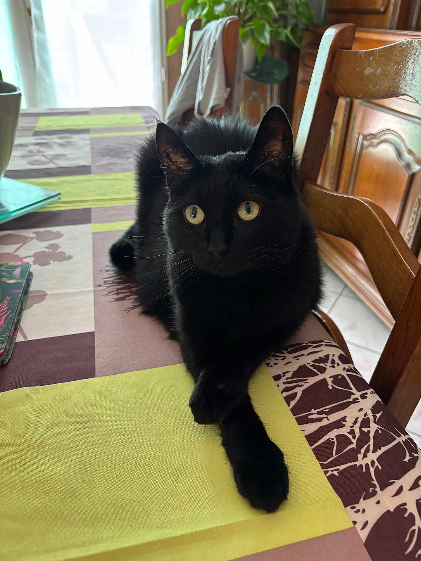 Nougat a rejoint le concours — aidez-le/la à gagner de superbes lots ! black_cat, cat, table, tablecloth, chair, wooden_furniture, indoor, pet, animal, fur, whiskers, eyes, paws, relaxed, alert, window, plant, home, domestic, cozy