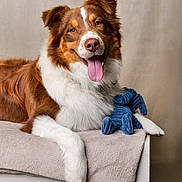 Alpha participe au concours pour gagner de l'argent avec cette photo : dog, pet, animal, brown, white, fur, tongue_out, toy, blue_toy, blanket, furniture, indoor, portrait, happy, playful, cute, canine, studio, relaxed, smiling