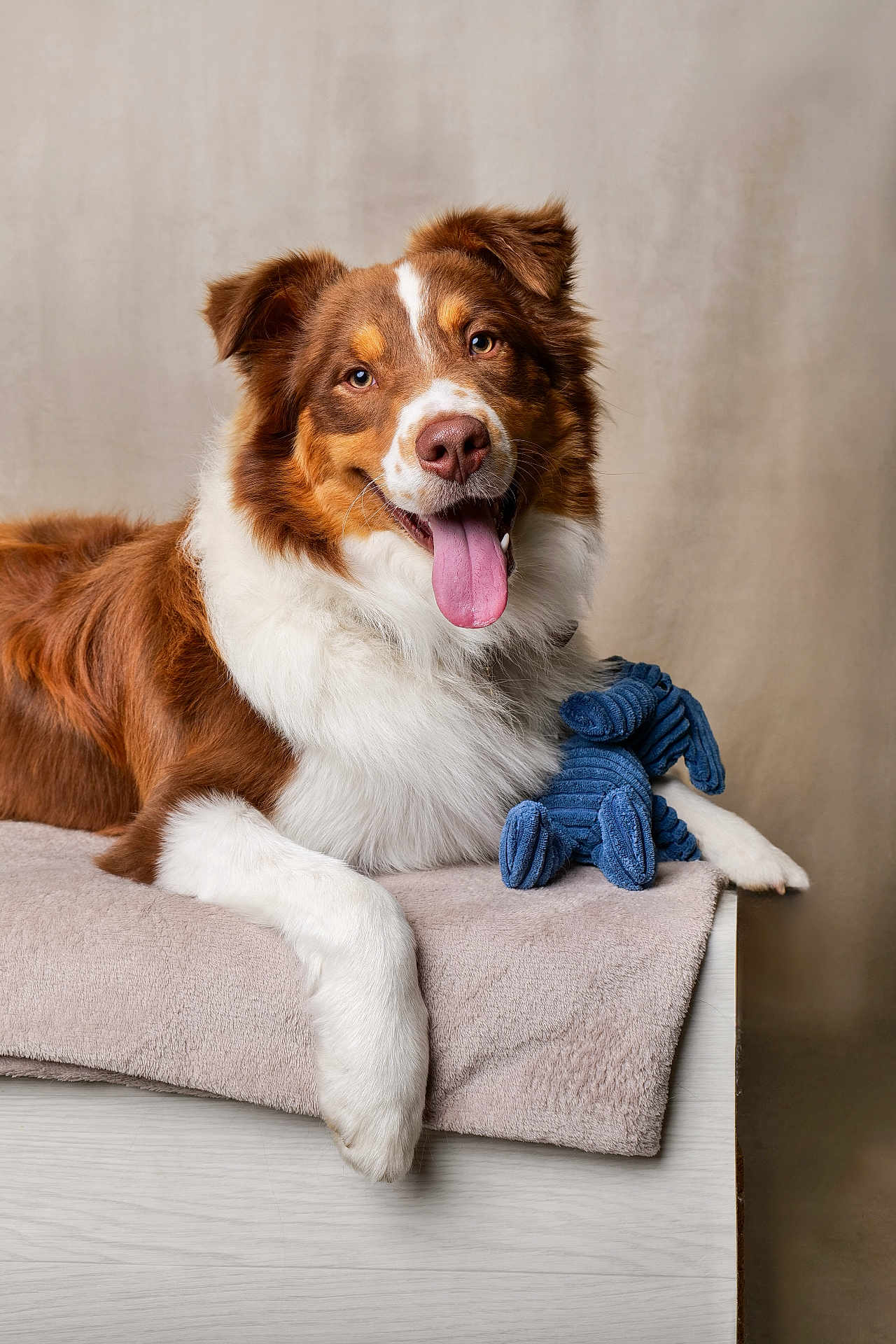 Alpha participe au concours pour gagner de l'argent avec cette photo : dog, pet, animal, brown, white, fur, tongue_out, toy, blue_toy, blanket, furniture, indoor, portrait, happy, playful, cute, canine, studio, relaxed, smiling