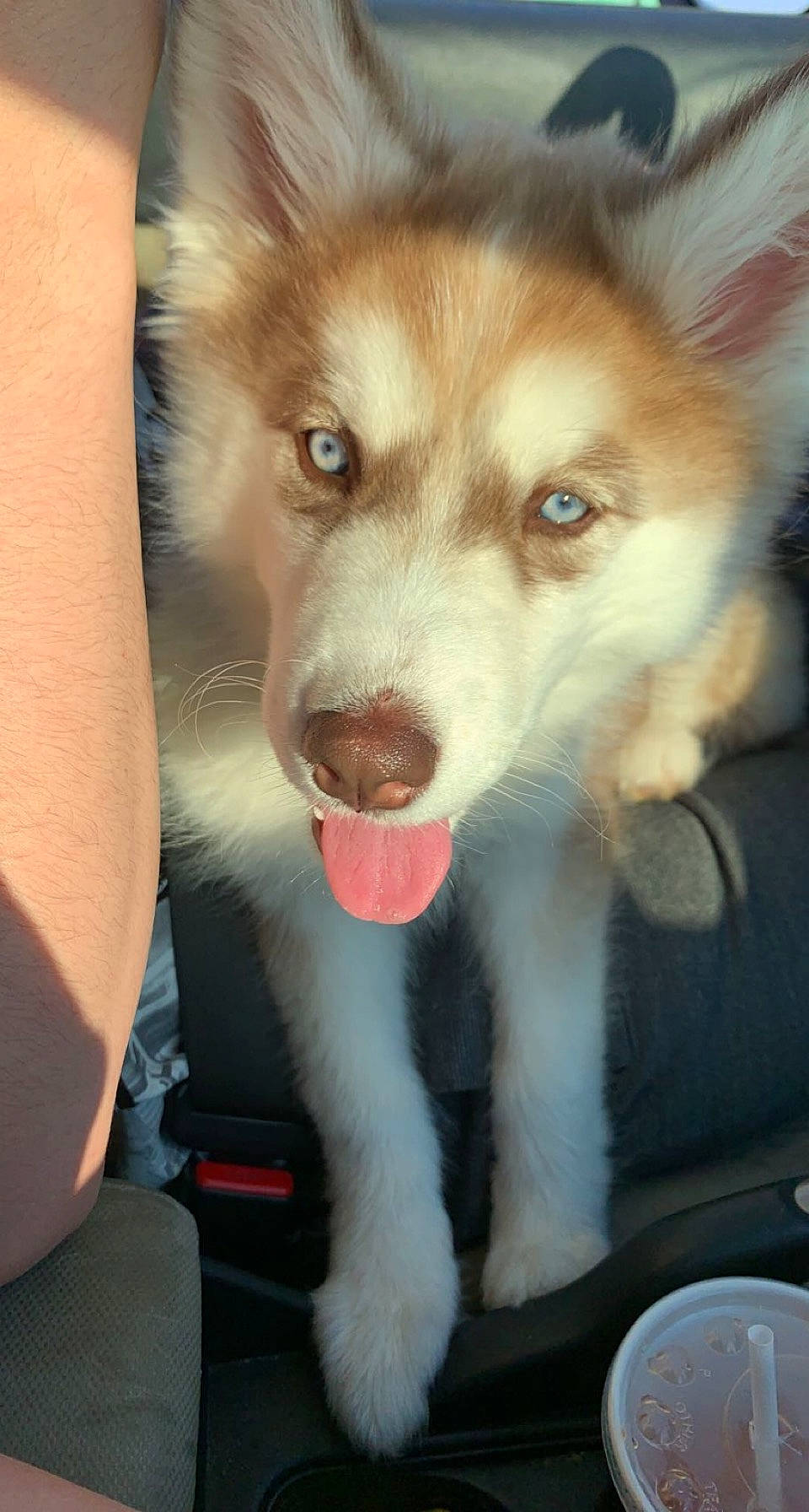 Lucy joined the competition — help win amazing prizes! canidae, canis, carnivore, companion_dog, dog, dog_breed, fawn, fur, herding_dog, jaw, plate, serveware, sled_dog, snout, sporting_group, tableware, terrestrial_animal, whiskers, working_animal, working_dog