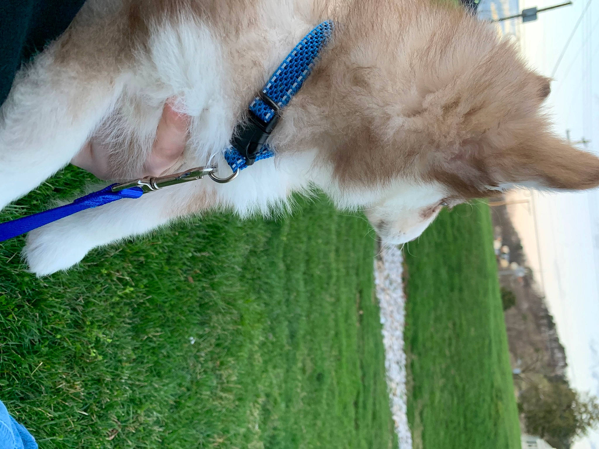 Lucy is registered to the contest to win money with this photo: canidae, carnivore, collar, companion_dog, dog, dog_breed, dog_collar, dog_sports, electric_blue, fawn, fur, grass, leash, pet_supply, plant, sky, snout, sporting_group, tail, water