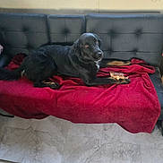 Rose joined the competition — help win amazing prizes! dog, black_dog, couch, red_blanket, indoor, tile_floor, window, pet, animal, lying_down, looking_at_camera, food, paws, furniture, relaxed, curious, companion, domestic, cozy, home