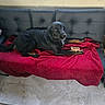 dog, black_dog, couch, red_blanket, indoor, tile_floor, window, pet, animal, lying_down, looking_at_camera, food, paws, furniture, relaxed, curious, companion, domestic, cozy, home