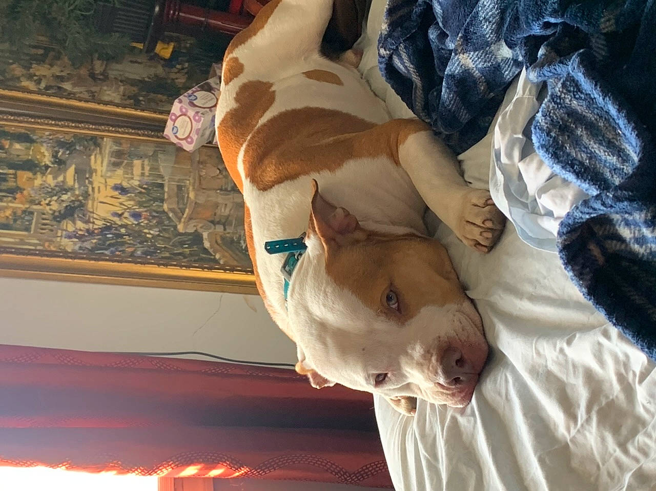 Apollo joined the competition — help win amazing prizes! art, canidae, companion_dog, dog, dog_breed, elbow, fawn, foot, fur, human_leg, knee, linens, room, sculpture, sporting_group, textile, thigh, visual_arts, window, wood