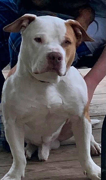 Apollo is registered to the contest to win money with this photo: ancient_dog_breeds, canidae, carnivore, collar, companion_dog, cordoba_fighting_dog, dog, dog_breed, dog_collar, ear, fawn, molosser, non_sporting_group, pit_bull, snout, sporting_group, tail, white, working_animal, working_dog