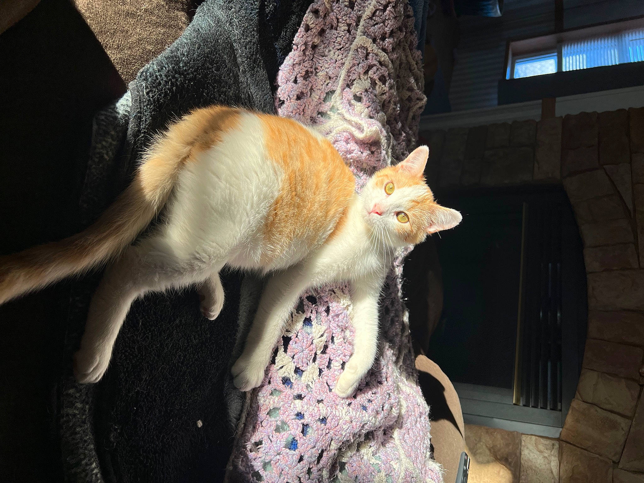 Sunny D joined the competition — help win amazing prizes! canidae, carnivore, cat, claw, comfort, domestic_short_haired_cat, fawn, felidae, fur, human_leg, lap, paw, plant, sitting, small_to_medium_sized_cats, snout, tail, whiskers, window, wood