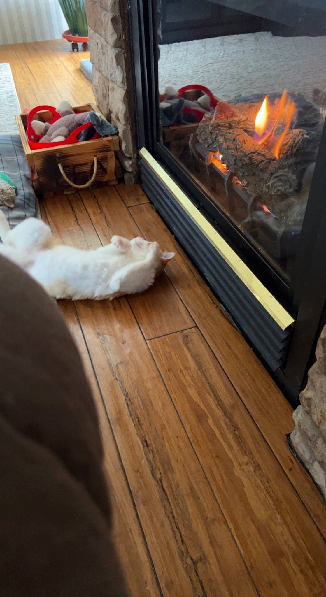 Sunny D joined the competition — help win amazing prizes! bag, comfort, fire, fireplace, floor, flooring, gas, hardwood, hearth, heat, laminate_flooring, living_room, luggage_and_bags, rectangle, stove, varnish, wood, wood_burning_stove, wood_flooring, wood_stain