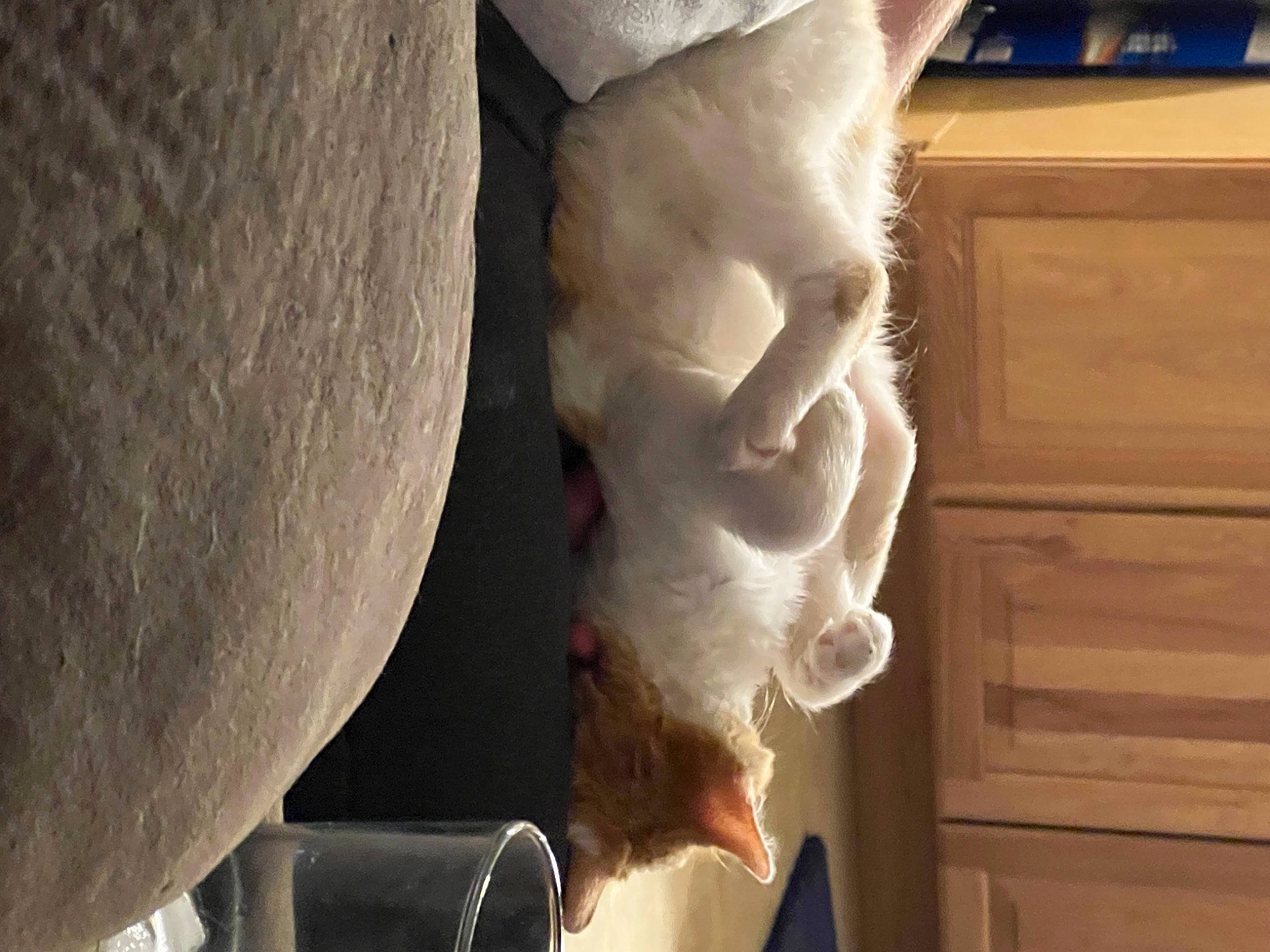 Sunny D joined the competition — help win amazing prizes! art, artifact, carving, classical_sculpture, fur, hand, human_body, human_leg, jaw, monument, plaster, rock, room, sculpture, statue, tail, trunk, vertebrate, visual_arts, wood