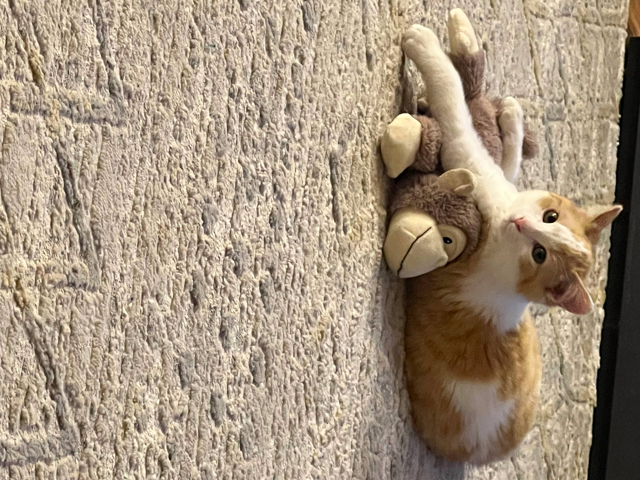 Sunny D joined the competition — help win amazing prizes! art, carnivore, cat, concrete, domestic_short_haired_cat, fawn, felidae, fur, paw, small_to_medium_sized_cats, snout, soil, tail, terrestrial_animal, toy, trunk, whiskers, wildlife, window, wood