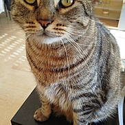 Noah a rejoint le concours — aidez-le/la à gagner de superbes lots ! cat, tabby_cat, pet, indoor, feline, animal, close_up, sitting, table, yellow_eyes, fur, whiskers, domestic_cat, looking_at_camera, cute, mammal, striped, household, furniture, living_room