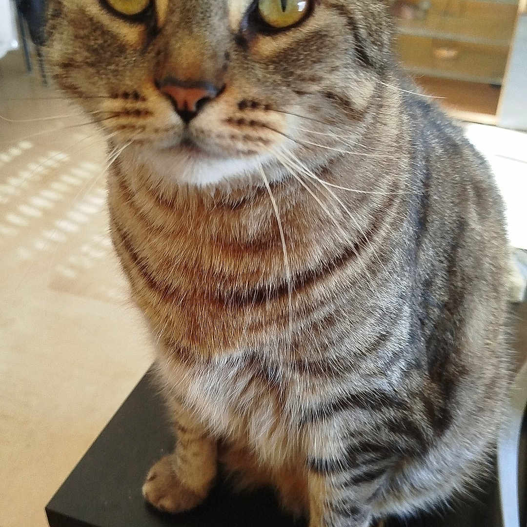 Noah a rejoint le concours — aidez-le/la à gagner de superbes lots ! cat, tabby_cat, pet, indoor, feline, animal, close_up, sitting, table, yellow_eyes, fur, whiskers, domestic_cat, looking_at_camera, cute, mammal, striped, household, furniture, living_room