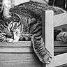 animal, black_and_white, cat, chair, close_up, cozy, domestic_cat, face, furniture, indoor, laying_down, looking_at_camera, paw, pet, relaxed, soft_lighting, tabby_cat, table, whiskers, wood