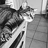 animal, black_and_white, cat, chair, claws, close_up, curious, domestic, feline, floor_tiles, furniture, household, indoor, paw, pet, portrait, relaxed, stretching, tabby_cat, whiskers