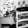 animal, black_and_white, blurred_background, bottle, cat, chair, cozy, domestic, feline, household, indoor, kitchen, laying_down, monochrome, pet, relaxed, resting, tabby_cat, table, wooden_furniture