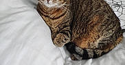 Rose participe au concours pour gagner de l'argent avec cette photo : animal, bed, cat, closeup, cozy, cute, domestic_cat, feline, fur, green_eyes, indoor, paw, pet, relaxed, resting, sleepy, striped, tabby, whiskers, white_bedding