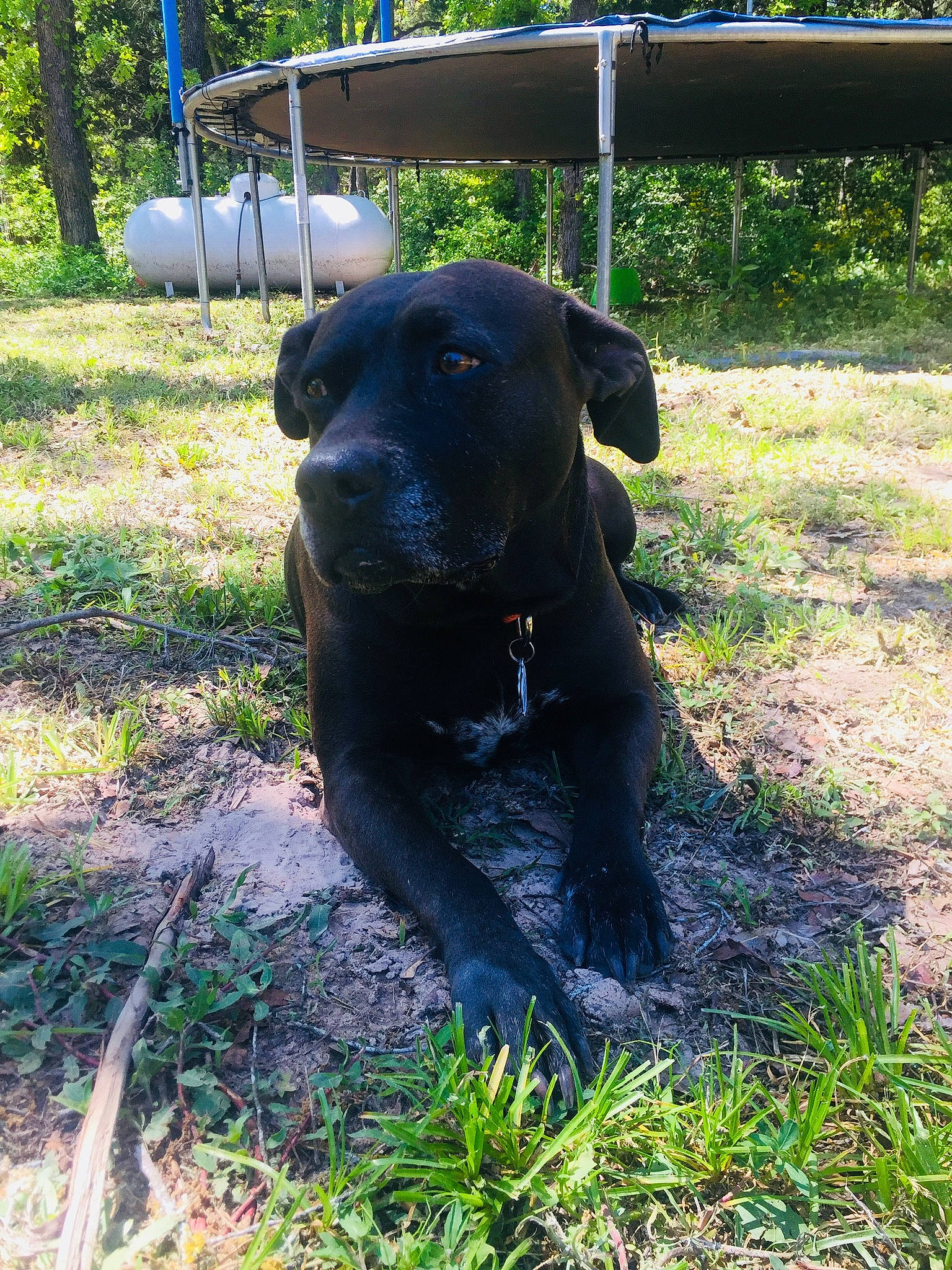 Serria is registered to the contest to win money with this photo: borador, canidae, carnivore, dog, dog_breed, guard_dog, labrador_retriever, mammal, patterdale_terrier, retriever, snout, sporting_group, vertebrate