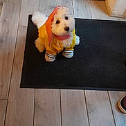 Manou a rejoint le concours — aidez-le/la à gagner de superbes lots ! dog, pet, raincoat, yellow, orange, white_fur, mat, floor, wooden_floor, indoor, shoes, black_shoes, cute, small_dog, looking_up, home, cabinet, curious, sitting, adorable