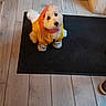 dog, pet, raincoat, yellow, orange, white_fur, mat, floor, wooden_floor, indoor, shoes, black_shoes, cute, small_dog, looking_up, home, cabinet, curious, sitting, adorable