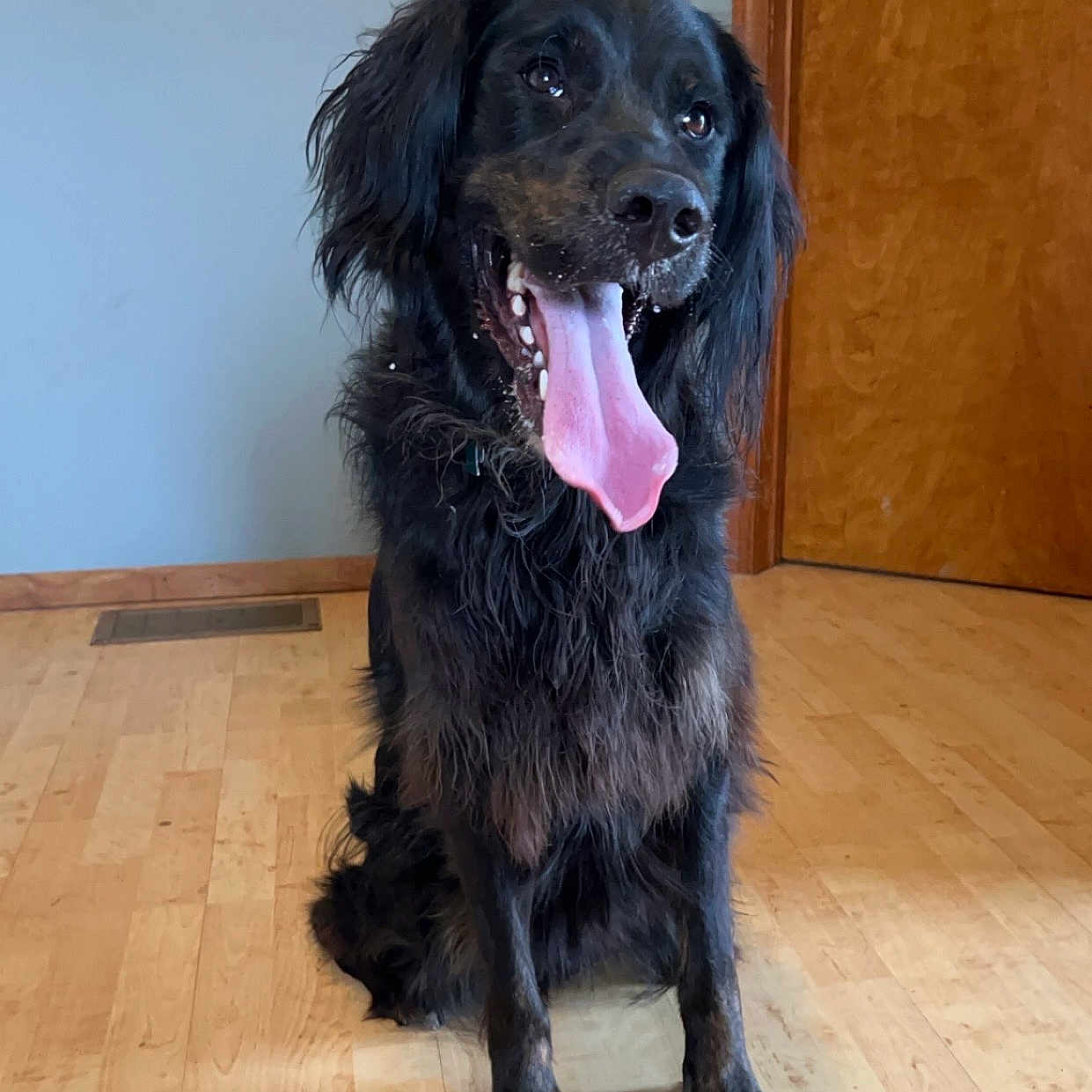 Berkley joined the competition — help win amazing prizes! animal, bodypart, canine, cockerspaniel, dog, hardwood, hound, indoors, interiordesign, labradorretriever, mouth, papillon, person, pet, plywood, pointer, puppy, terrier, tongue, wood