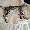 animal, cat, comfort, cozy, cute, domestic_cat, feline, fluffy_blanket, fur, indoor, lying_down, mammal, peaceful, pet, relaxation, resting, sleeping, soft_texture, tabby_cat, whiskers