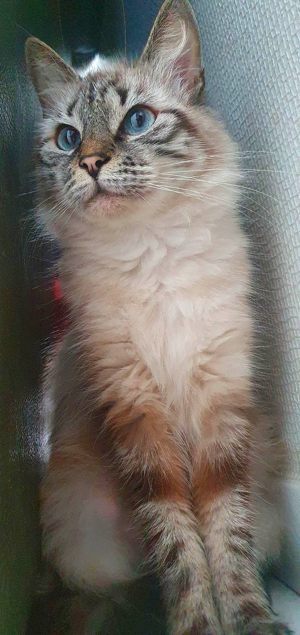 Nala a rejoint le concours — aidez-le/la à gagner de superbes lots ! carnivore, cat, claw, domestic_short_haired_cat, event, felidae, fur, small_to_medium_sized_cats, snout, terrestrial_animal, whiskers