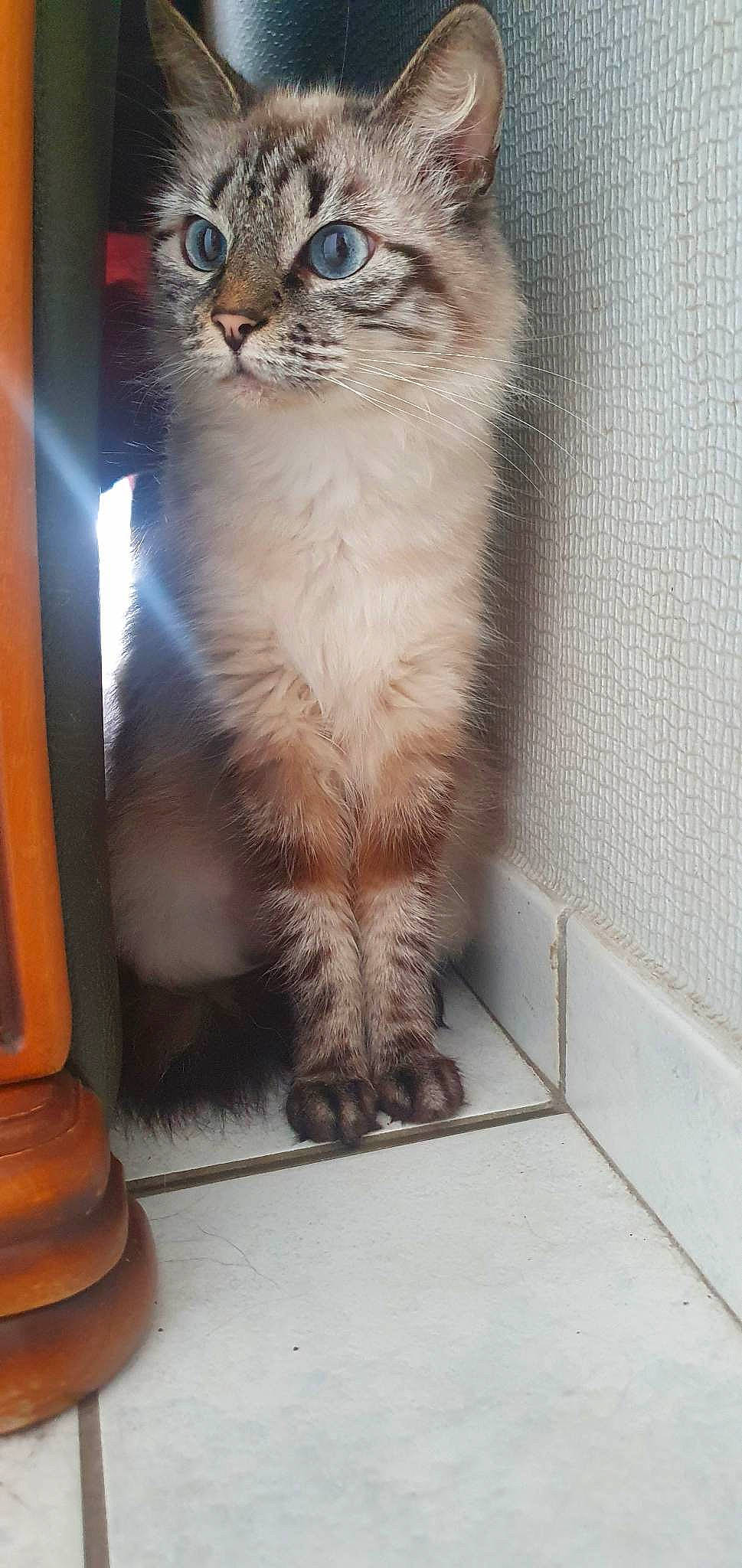 Nala participe au concours pour gagner de l'argent avec cette photo : carnivore, cat, claw, domestic_short_haired_cat, door, fawn, felidae, flooring, fur, hardwood, line, paw, small_to_medium_sized_cats, snout, tail, terrestrial_animal, whiskers, window, wood