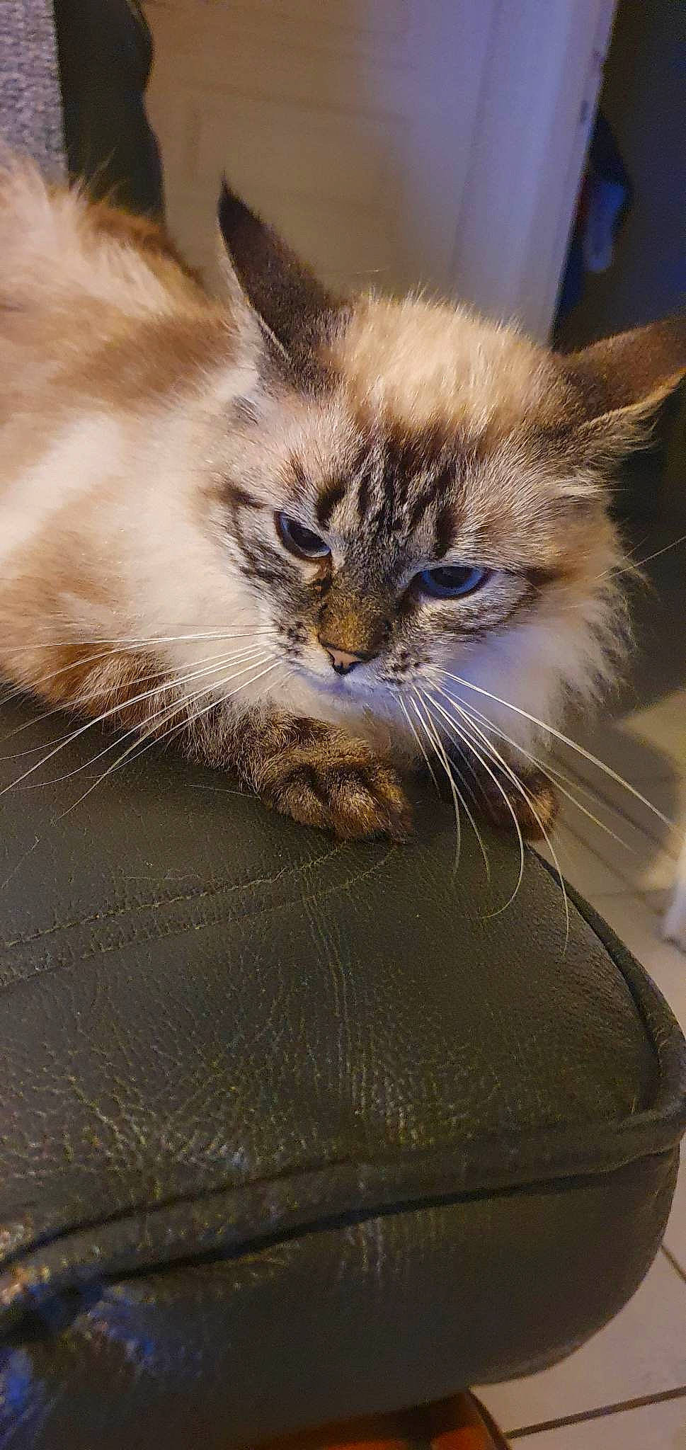 Nala a rejoint le concours — aidez-le/la à gagner de superbes lots ! carnivore, cat, claw, comfort, domestic_short_haired_cat, fawn, felidae, fur, paw, small_to_medium_sized_cats, snout, terrestrial_animal, whiskers