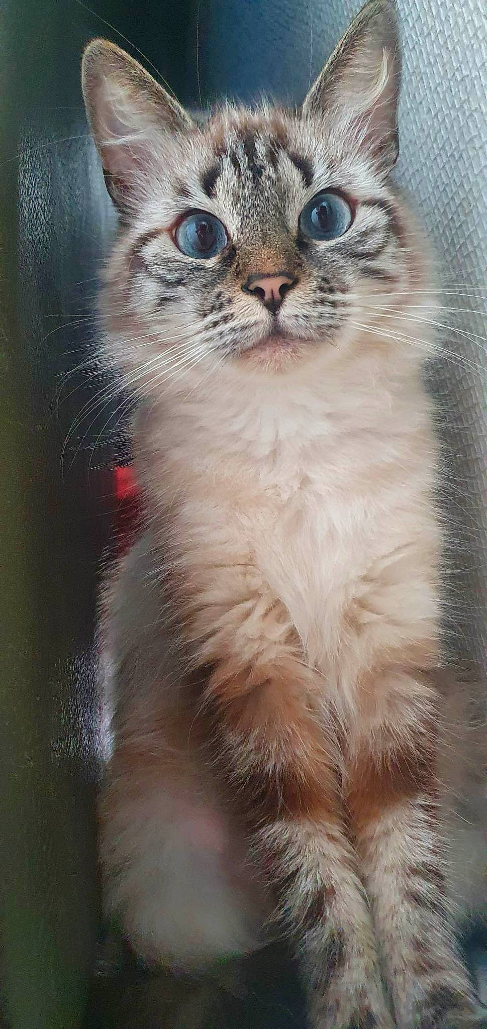 Nala a rejoint le concours — aidez-le/la à gagner de superbes lots ! carnivore, cat, claw, domestic_short_haired_cat, felidae, fur, maine_coon, paw, small_to_medium_sized_cats, snout, terrestrial_animal, whiskers, wildlife, window