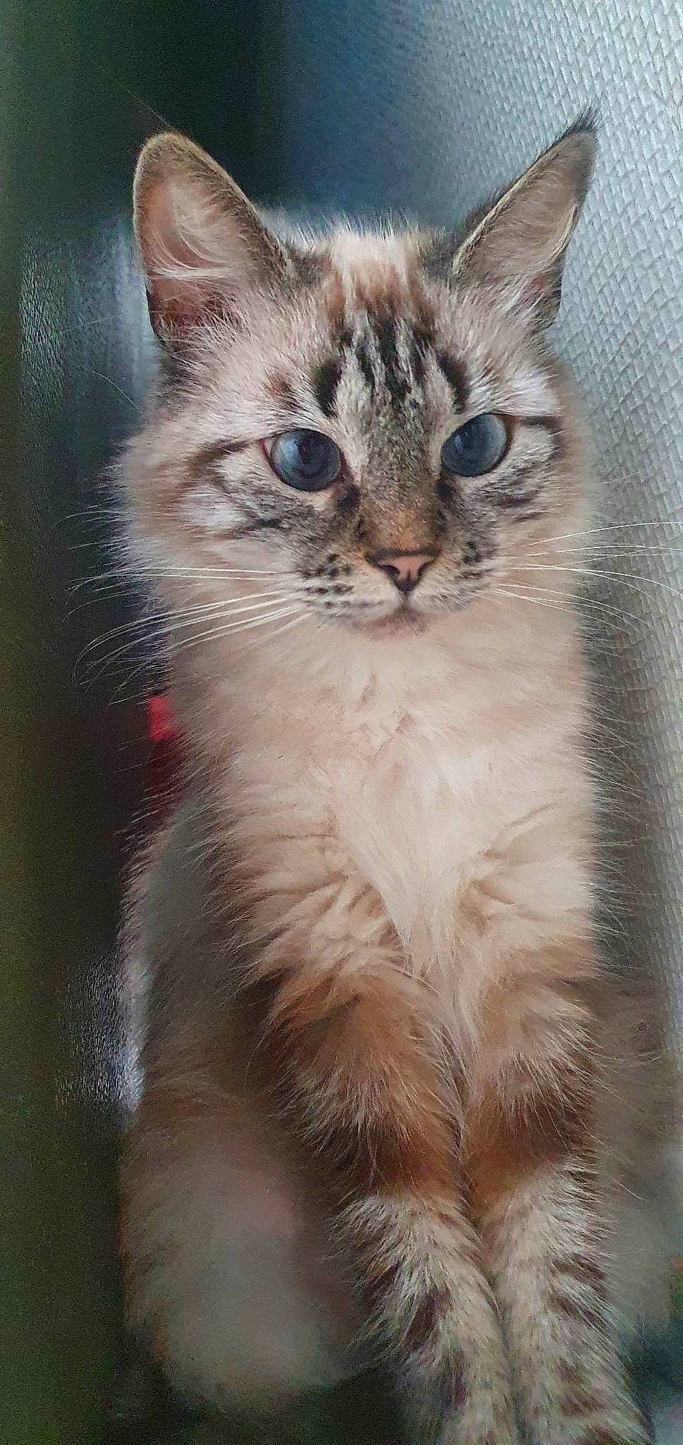 Nala participe au concours pour gagner de l'argent avec cette photo : carnivore, cat, claw, domestic_short_haired_cat, fawn, felidae, fur, paw, small_to_medium_sized_cats, snout, terrestrial_animal, whiskers, window