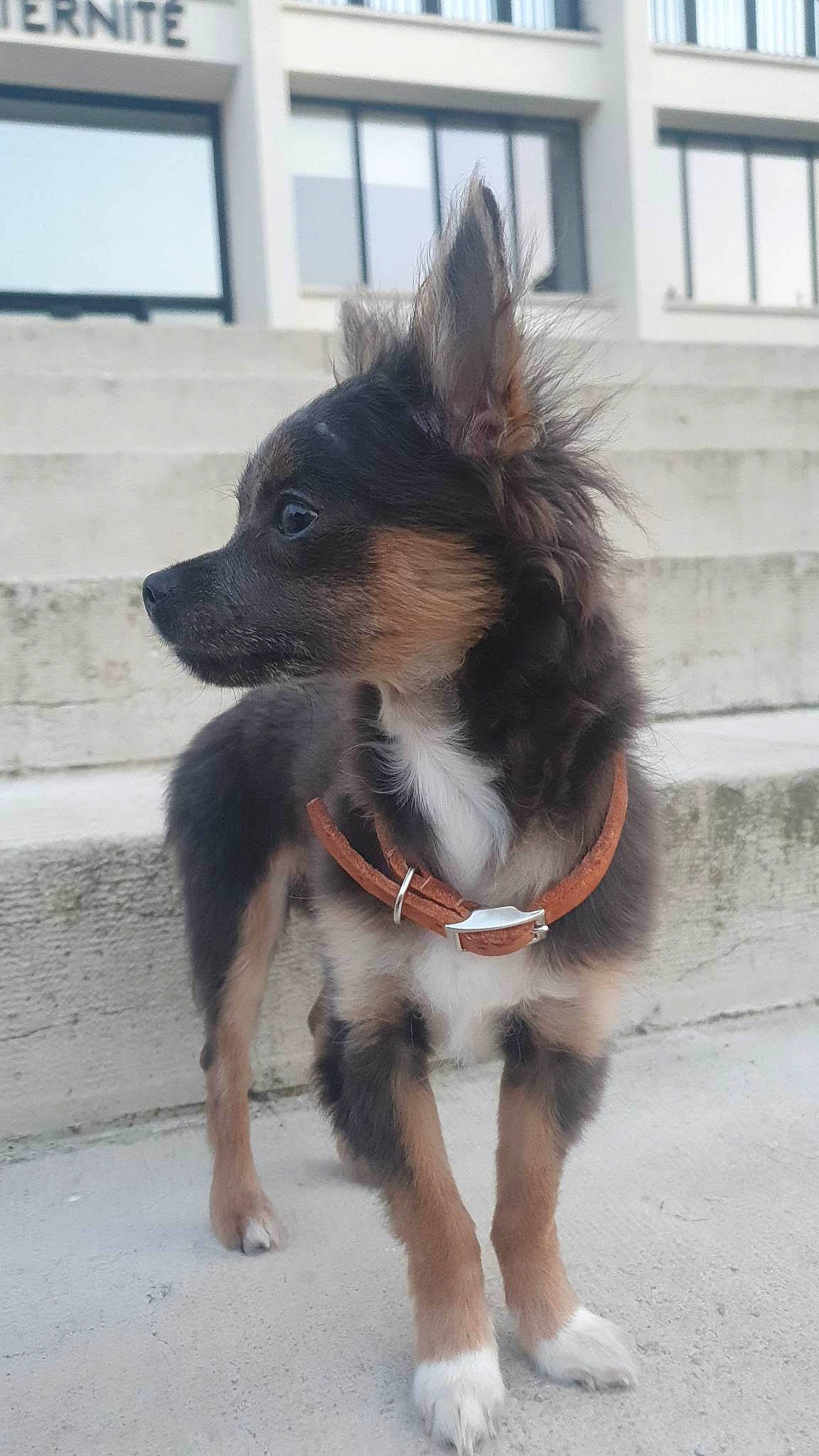 Yakari participe au concours pour gagner de l'argent avec cette photo : canidae, carnivore, collar, companion_dog, dog, dog_breed, dog_collar, dog_supply, fur, pet_supply, snout, sporting_group, terrestrial_animal, window, working_animal, working_dog