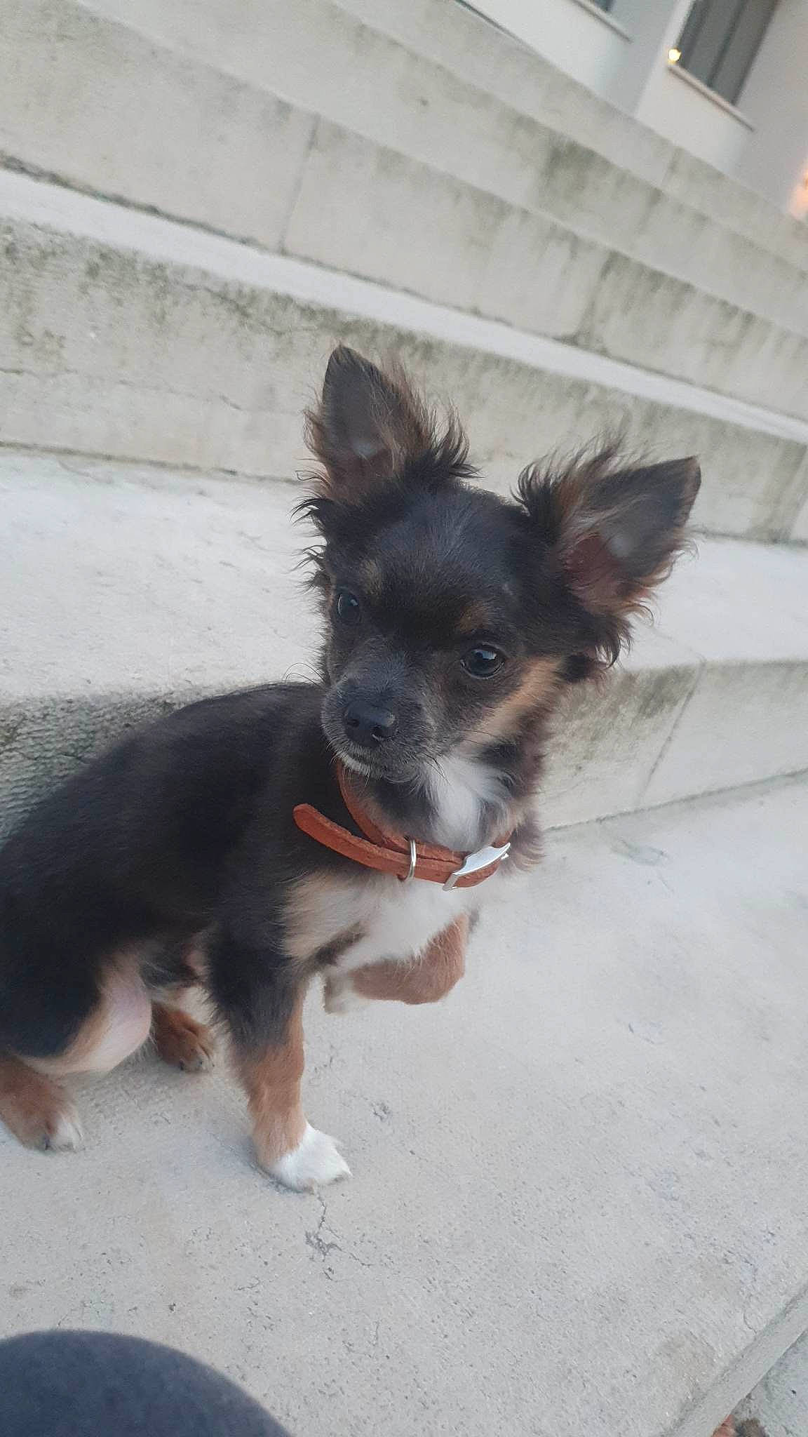 Yakari participe au concours pour gagner de l'argent avec cette photo : canidae, carnivore, collar, companion_dog, dog, dog_breed, dog_supply, fur, liver, pet_supply, small_terrier, snout, sporting_group, tail, terrestrial_animal, toy_dog, whiskers, working_animal, working_dog